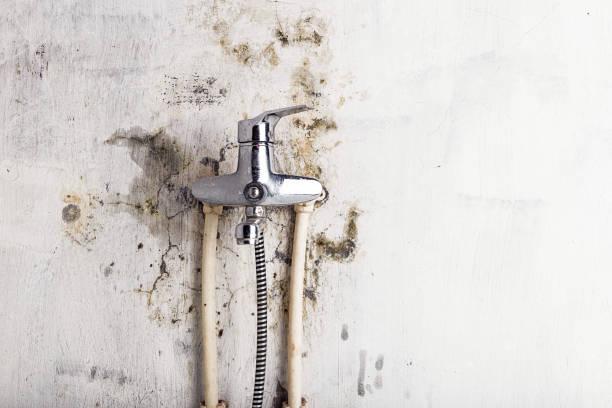 Best DIY Mold Remediation Support Services in Tres Arroyos, NM