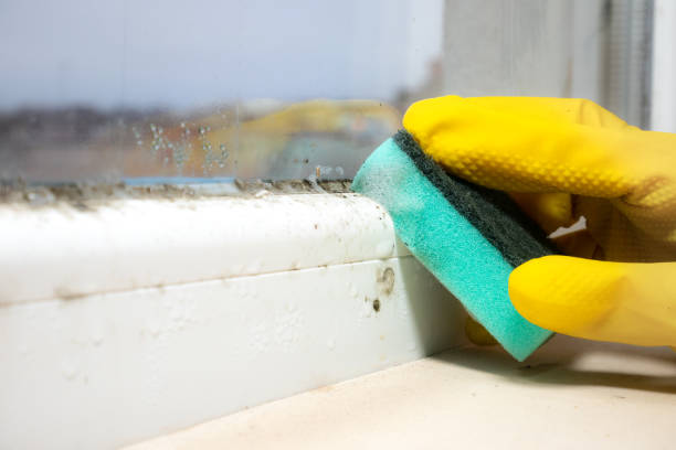 Best Basement Mold Remediation in Tres Arroyos, NM